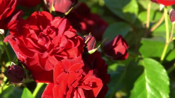 Rosas Rojas Bush Jardín Rosebud Pétalos Flores Verano Brote Rosa — Vídeos de Stock