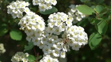 Spiraea kantoniensis turu. Spirea bitkisi çiçek açtı. Bahçedeki yeşil bir çalılıkta beyaz çiçekler. Yapraklar ve yapraklar, doğal çiçek arkaplanı. Yaz çiçeği tomurcuğu yaprağı Bridalçelenk Meadowsweet Mayıs
