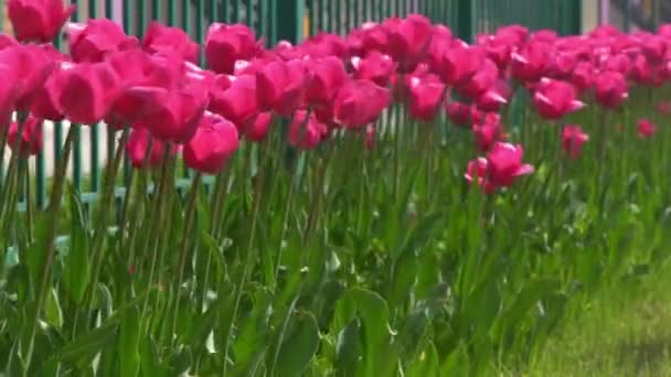 Różowe Tulipany Kwitną Wiosną Rozmyty Bokeh Tulipan Kwiat Natury Kwiatowe — Wideo stockowe