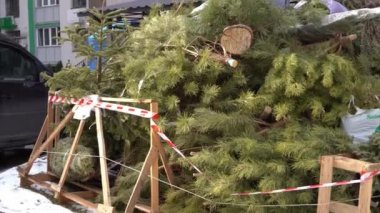Recycling Christmas trees after the holidays. A Christmas tree thrown into the trash in a landfill in the courtyard of a residential building. New year tree after celebration