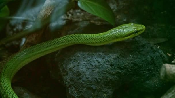 Die Grüne Schlange Kriecht Wildes Tier Hintergrund Natur — Stockvideo