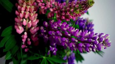 Bir buket lupin. Çok renkli yaz çiçekleri gri arka planda pembe ve mor renkte. Lupine çiçek tomurcukları. Yaz çiçekli arka plan.