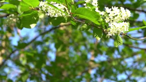 Las Flores Cerezo Pájaro Blanco Balancean Viento Jardín Árboles Con — Vídeos de Stock