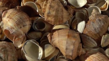 Kumsalda deniz kabukları. Yaz dönemi. Rapan deniz kabuğu kabuğu üst görünümü. Bej açık renk. Estetik minimalizm. Doğa güzelliği. Çok renkli deniz kabuklarının karışımı. Okyanus kıyısında. Deniz kabuğu güneş ışığı