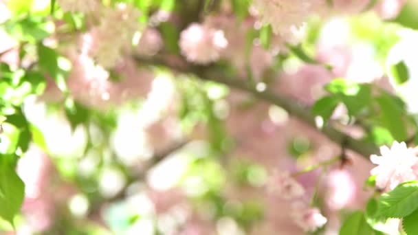 Körsbärsblom Suddar Rosa Blommor Våren Trädgård Solljus Blommig Naturlig Bakgrund — Stockvideo