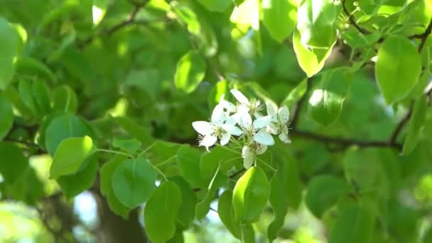 Hojas Verdes Manzano Blanco Florece Viento Jardín Flores Primavera Fondo — Vídeos de Stock