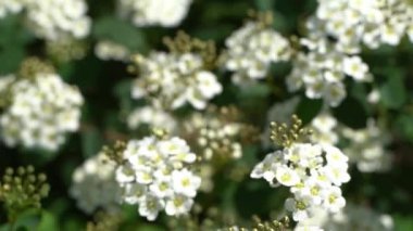 Spiraea kantoniensis turu. Spirea bitkisi çiçek açtı. Bahçedeki yeşil bir çalılıkta beyaz çiçekler. Yapraklar ve yapraklar, doğal çiçek arkaplanı. Yaz çiçeği tomurcuğu yaprağı Bridalçelenk Meadowsweet Mayıs