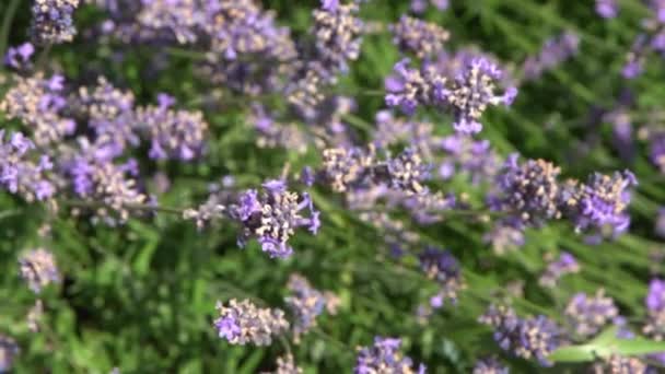 Fioletowe Kwiaty Lawendy Krzak Kwiat Polu Środowisko Naturalne Wyhoduj Pachnącą — Wideo stockowe