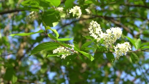 White Bird Cherry Blossoms Sway Wind Spring Flowering Tree Garden — Stock Video