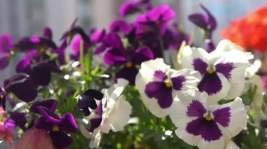 Beyaz ve mor hanım evlatları rüzgarda sallanıyor. Bahçe arka planı. Balkonda bir saksıda nonoş Viola çiçeği yetiştir. Bahar geldi. Güneşli bir gün. Bahçıvanlık. Çiçek tomurcuğu. Tomurcuklar yakın çekim