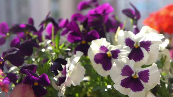 白色和紫色的内裤在风中摇曳 花园背景 在阳台上的一个罐子里种上一朵松软的紫罗兰花 盛开的春天阳光普照的自然 植物芽开花 Bus Close — 图库视频影像