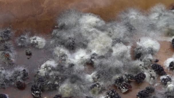White Mold Spoiled Food Mulberries Moldy Bad Food Background — Vídeo de stock