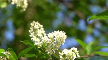 Beyaz kuş kiraz çiçekleri rüzgarda sallanıyor. Bahar çiçekli ağaç bahçesi. Çiçek doğal bir geçmişi var. Gün ışığında narin çiçekler. Bulanık bokeh doğa. Çiçek tomurcuğu Yaprak Estetik yeşil