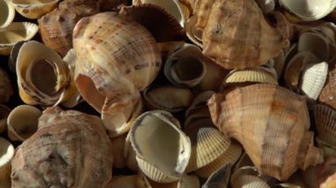 Kumsalda deniz kabukları. Yaz dönemi. Rapan deniz kabuğu kabuğu üst görünümü. Bej açık renk. Estetik minimalizm. Doğa güzelliği. Çok renkli deniz kabuklarının karışımı. Okyanus kıyısında. Deniz kabuğu güneş ışığı