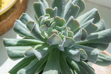 Echeveria Mavi Kuğu çiçeğinin bir kopyası. Bir çiçeğin bitkisel süreci bir bebektir. Gri yapraklar. Sulu ve kaktüs yetiştirmek. Çiçekçilik. Bud yakın çekim. Yapraklı yeşil arkaplan.