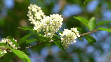 Beyaz kuş kiraz çiçekleri rüzgarda sallanıyor. Bahar çiçekli ağaç bahçesi. Çiçek doğal bir geçmişi var. Gün ışığında narin çiçekler. Bulanık bokeh doğa. Çiçek tomurcuğu Yaprak yakın çekim. Estetik