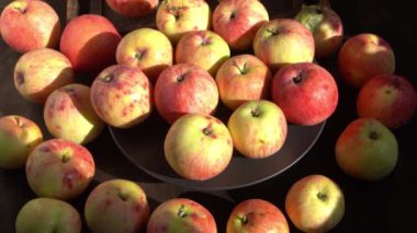 Elma hasatı Sonbahar meyvesi. Vitamin yiyeceği. Pembe noktalı kırmızı elmalar..