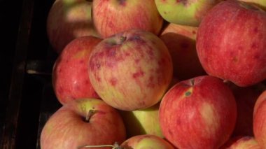 Elma hasatı Sonbahar meyvesi. Vitamin yiyeceği. Pembe noktalı kırmızı elmalar..