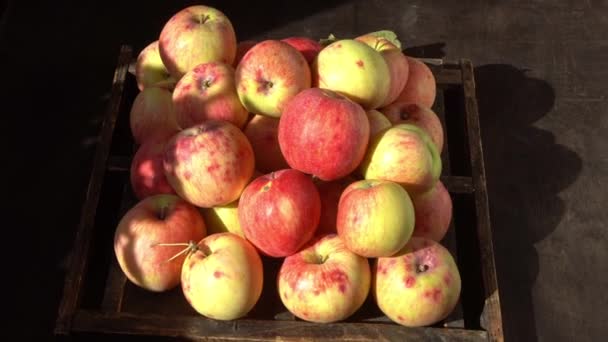 Colheita Maçã Fruta Outono Comida Vitamina Maçãs Vermelhas Com Ponto — Vídeo de Stock