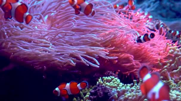 빨간색과 줄무늬 물고기 물고기는 조류와 산호초 사이에서 수영합니다 광대어의 — 비디오