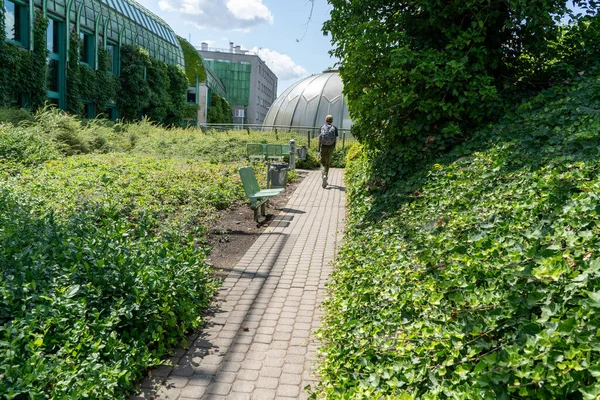 屋顶上的植物园 华沙大学图书馆 波兰现代建筑 夏天的绿色植物 — 图库照片