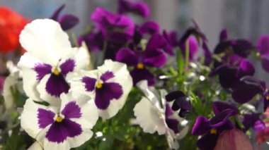 Beyaz ve mor hanım evlatları rüzgarda sallanıyor. Bahçe arka planı. Balkonda bir saksıda nonoş Viola çiçeği yetiştir. Bahar geldi. Güneşli bir gün. Bahçıvanlık. Çiçek tomurcuğu. Tomurcuklar yakın çekim