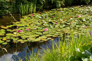 Gölde pembe nilüferler var. Su yeşili bitkisi. Park ve gölet. Lotus çiçeği. Bahçe doğası