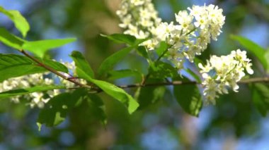 Beyaz kuş kiraz çiçekleri rüzgarda sallanıyor. Bahar çiçekli ağaç bahçesi. Çiçek doğal bir geçmişi var. Gün ışığında narin çiçekler. Bulanık bokeh doğa. Çiçek tomurcuğu Yaprak yakın çekim. Estetik