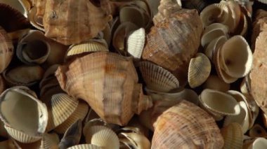 Kumsalda deniz kabukları. Yaz dönemi. Rapan deniz kabuğu kabuğu üst görünümü. Bej açık renk. Estetik minimalizm. Doğa güzelliği. Çok renkli deniz kabuklarının karışımı. Okyanus kıyısında. Deniz kabuğu güneş ışığı