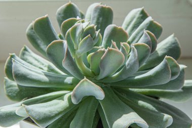 Echeveria Mavi Kuğu çiçeğinin bir kopyası. Bir çiçeğin bitkisel süreci bir bebektir. Gri yapraklar. Sulu ve kaktüs yetiştirmek. Çiçekçilik. Bud yakın çekim. Yapraklı yeşil arkaplan.