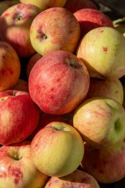 Elma hasatı Sonbahar meyvesi. Vitamin yiyeceği. Pembe noktalı kırmızı elmalar..