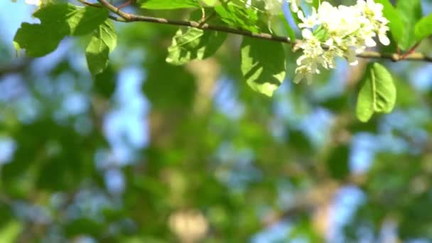 白い鳥の桜が風に揺れる 春の開花木の庭 花の自然な背景 太陽の下で繊細な花を咲かせます ブラーボケの性質 花芽葉が密生します 審美的な — ストック動画