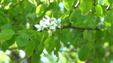 Yeşil yapraklar. Rüzgarda sallanan beyaz elma ağacı çiçekleri. Bahar çiçeği bahçesi. Çiçek doğal bir geçmişi var. Gün ışığında narin çiçekler. Bulanık bokeh doğa. Çiçek tomurcuğu Yaprak. Estetik