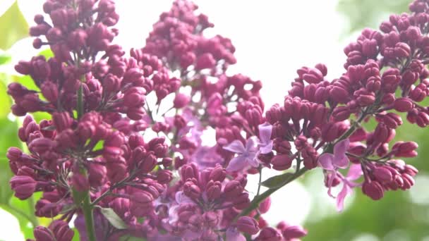 丁香花分枝 植物背景天然的春天 开花的紫丁香花蕾 春天的颜色 美丽的紫色花瓣植物 植物植物区系审美情调夏季花园粉红百合风摇曳 — 图库视频影像