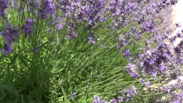 Paarse Lavendel Bloemen Struik Bloem Het Veld Natuur Achtergrond Groei — Stockvideo