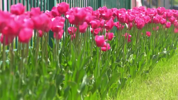 粉色郁金香在春天盛开 模糊的Bokeh 郁金香花的本质 植物的背景 植物园 开朗的心情美丽的花瓣植物 风儿摇曳着 阳光灿烂 — 图库视频影像