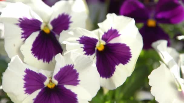 Біло Фіолетові Фіолетові Місіонери Сяють Вітрі Садовий Фон Вирощуйте Квітку — стокове відео