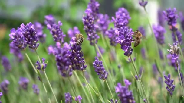Purple Lavender Flowers Flower Field Nature Background Grow Fragrant Plant — Stock Video