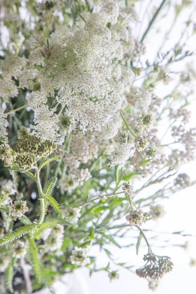 Fehér Virágcsokor Fehér Háttérrel Vadrépa Cickafark Egyszerű Nyári Virág Természet — Stock Fotó