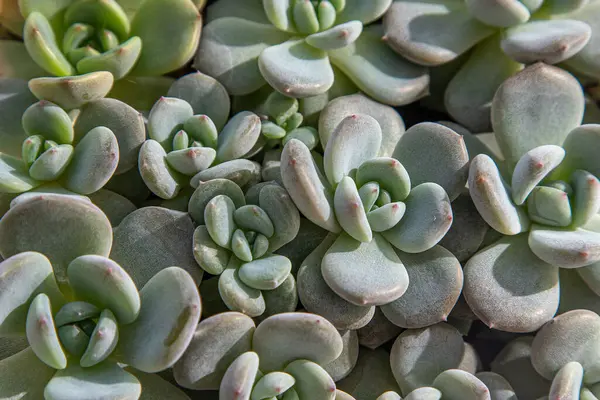 stock image Flowers type Echeveria Jelly Snow Angel. The succulent cactus plant. Green flower nature foliage background. Growing cacti at home. Floriculture. Leaves natural aesthetic. Flora leaf texture.