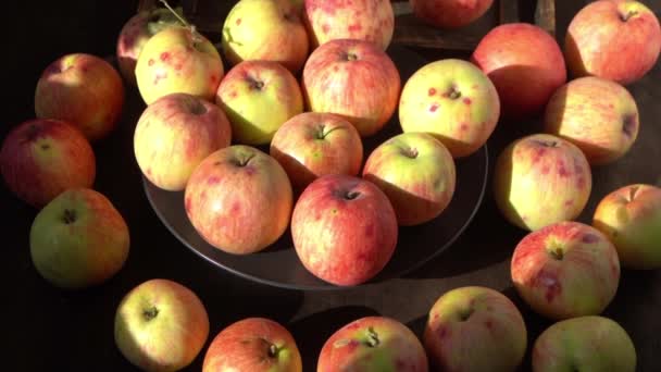 Colheita Maçã Fruta Outono Comida Vitamina Maçãs Vermelhas Com Ponto — Vídeo de Stock