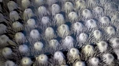 Metal dansının ferromanyetik parçacıkları. Gri soyutlama. Metal parçacıkları ve mıknatısların ferromanyetizması. Mıknatısın hareketi. Fizik arka planı.