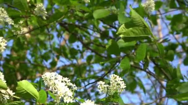 Flores Cereja Pássaro Branco Oscilam Vento Primavera Jardim Árvore Floração — Vídeo de Stock