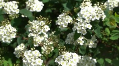 Spiraea kantoniensis turu. Spirea bitkisi çiçek açtı. Bahçedeki yeşil bir çalılıkta beyaz çiçekler. Yapraklar ve yapraklar, doğal çiçek arkaplanı. Yaz çiçeği tomurcuğu yaprağı Bridalçelenk Meadowsweet Mayıs