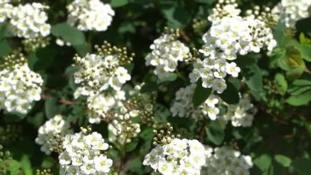 Spiraea Cantoniensis Lour Spirea Pflanze Voller Blüte Weiße Blüten Einem — Stockvideo