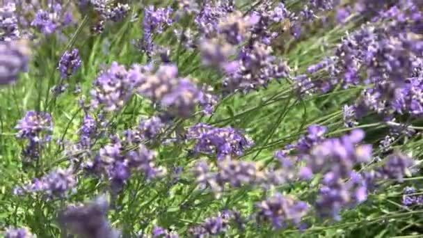Lila Lavendel Blommor Buske Blomma Fältet Naturbakgrund Odla Doftande Växt — Stockvideo