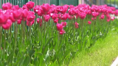 Pembe laleler baharda çiçek açar. Görüntü bokeh. Lale çiçeği doğası. Çiçek arkaplan. Botanik bahçesi. Çiçek tomurcukları. Çiçek açan ruh hali. Güzel estetik yaprak bitkisi. Rüzgarın sallanması. Güneşli bir gün.
