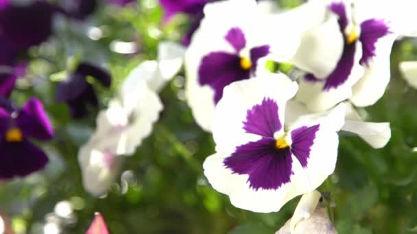 White Violet Purple Pansies Sway Wind Garden Background Grow Pansy — Stock Video