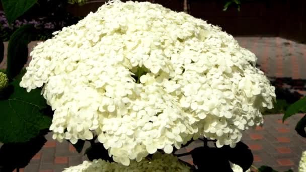 Fehér Hortenzia Virágok Kertben Bud Közeledik Növessz Nyári Virágot Flora — Stock videók