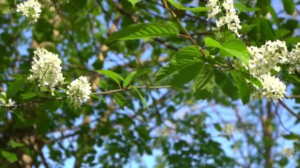 白鸟樱花在风中摇曳 春天开花的树花园 植物的自然背景 明媚的花朵在阳光下绽放 模糊的Bokeh自然 花绽放花蕾叶特写 — 图库视频影像